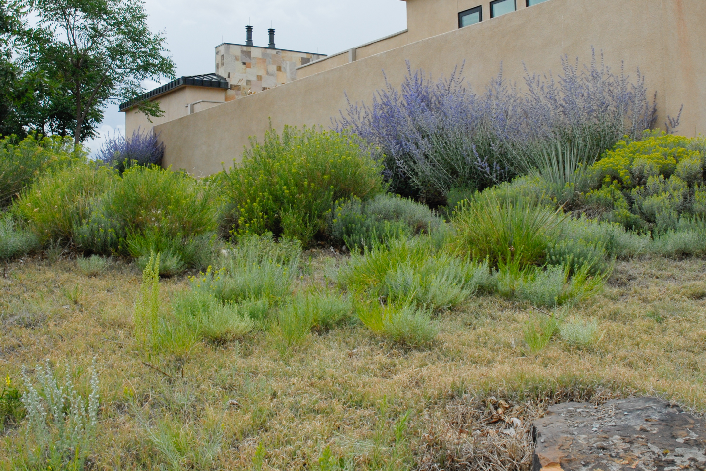 Buffalograss Front Yard